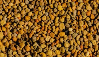 Waarom bijenpollen supergezond zijn en hoe je ze het beste consumeert!