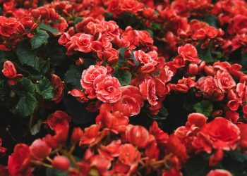 4 redenen waarom iedereen zo gek is op bloemen