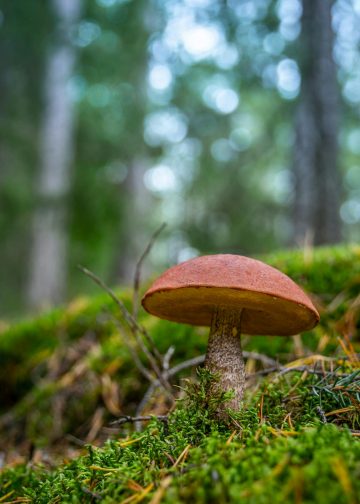 Alles wat je moet weten over microdosing